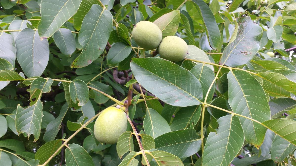 Man sieht noch grüne Walnüsse am Baum. Die Genossenschaft hat dazu geführt, dass die Bäume einen neuen Wert für die Region haben.