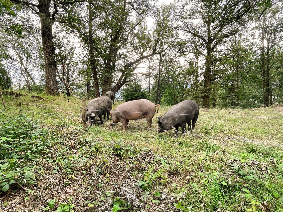 Drei Schweine stehen auf einer Weider mit Bäumen im Hintergrund