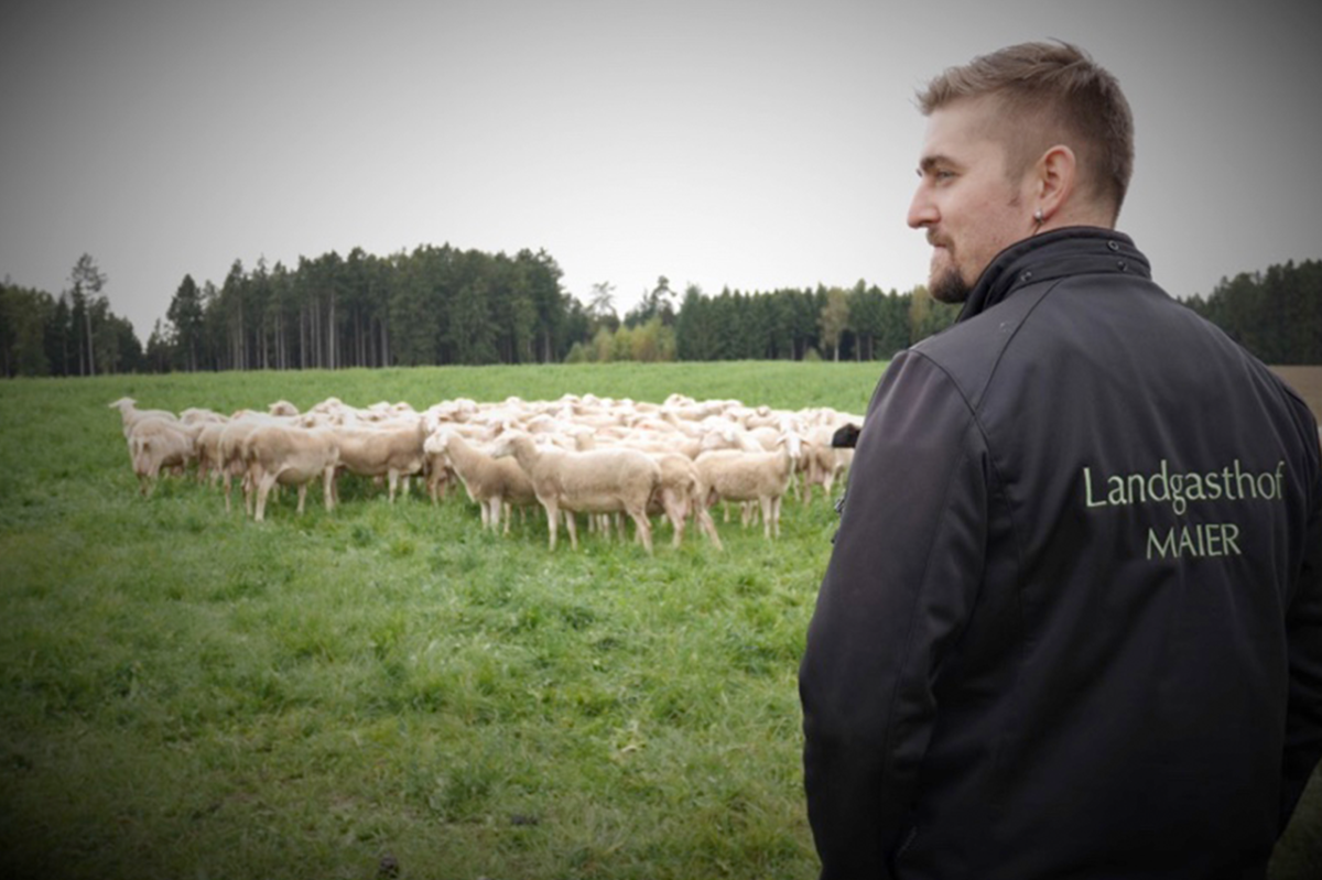 Junger Mann steht vor einer Schafherde