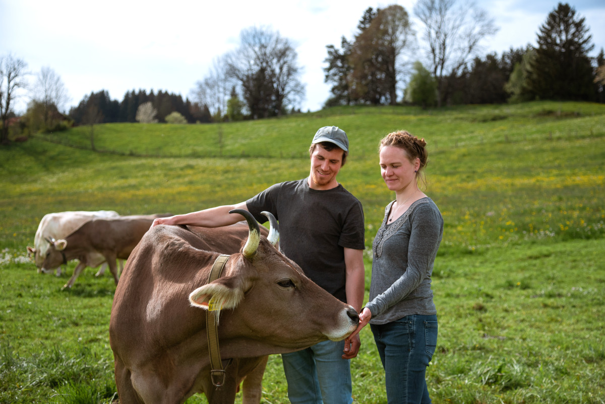 Original Allgäuer Braunvieh mit Hörnern und Weidehaltung als Chance für Jungbauern, Allgäu als Standort für biologisch-dynamische Bewirtschaftung
