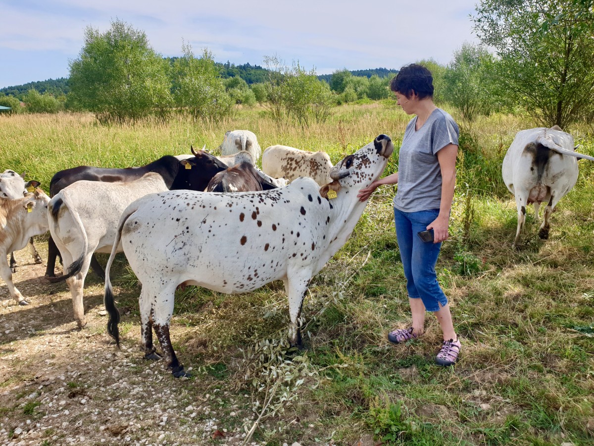 Katharina Niemeyer steichelt Zebu auf der Weide.