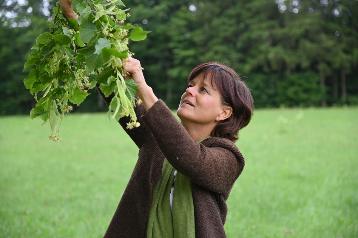 Susanne Gröbmeyer, Kräuterpädagogin pflückt Lindenblüten