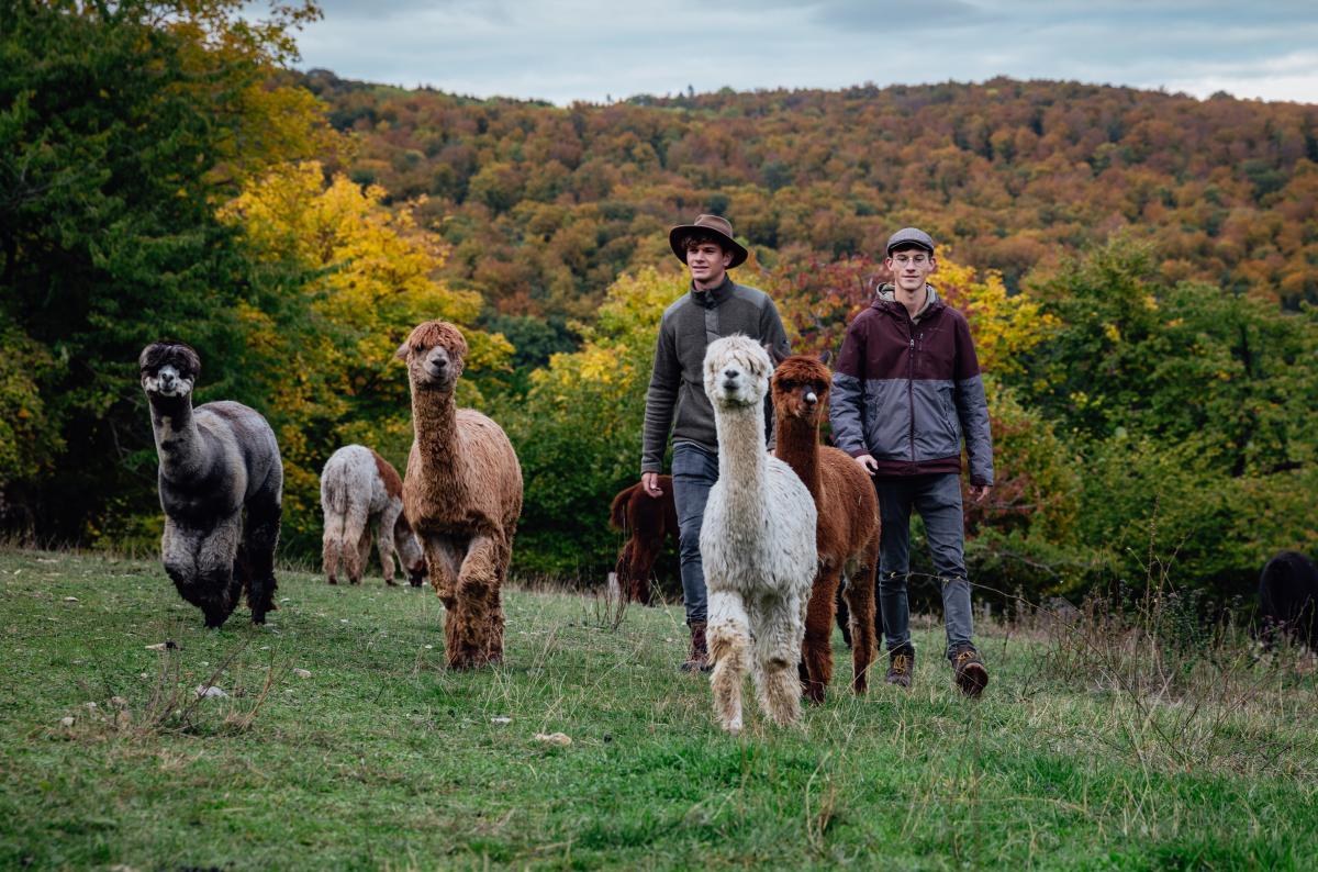 Auf dem Bild sind Alpakas zu sehen. Die schönen Tiere sind das Herzstück der "Rhönmomente" und die große Leidenschaft der Brüder.