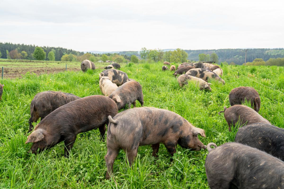 Schweine auf der Kleewiese