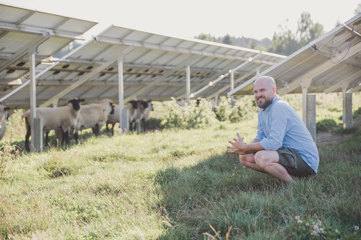 Ein junger Mann hockt in einer schönen Wiese und schaut auf ein paar Schafe, die unter der PV Anlage grasen