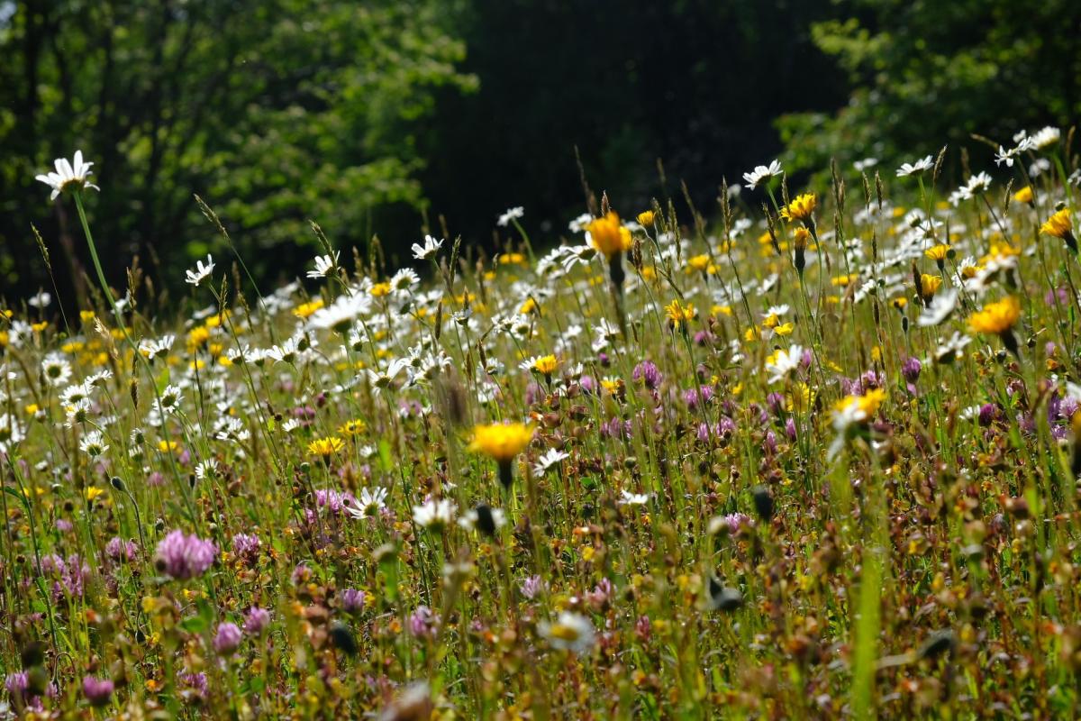 Wildkräuterwiese