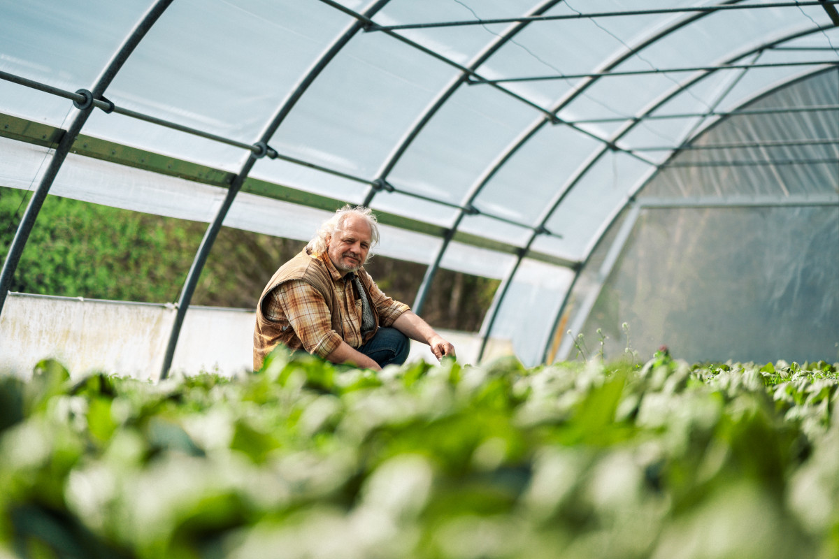 Ein Mann kniet neben den Gemüseanbauten im Gewächshaus und blickt auf das Gemüse.