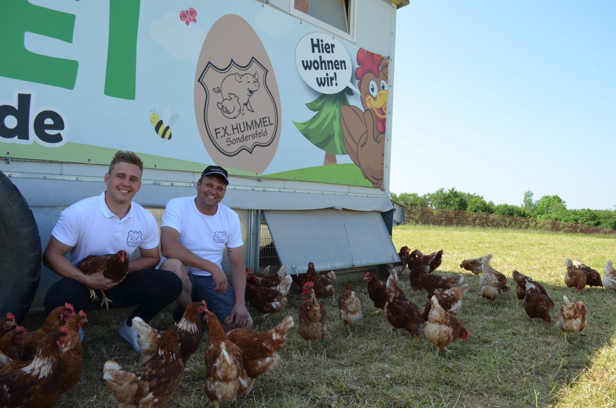 Die freilebenden Hühner liefern die Eier für den Verkauf