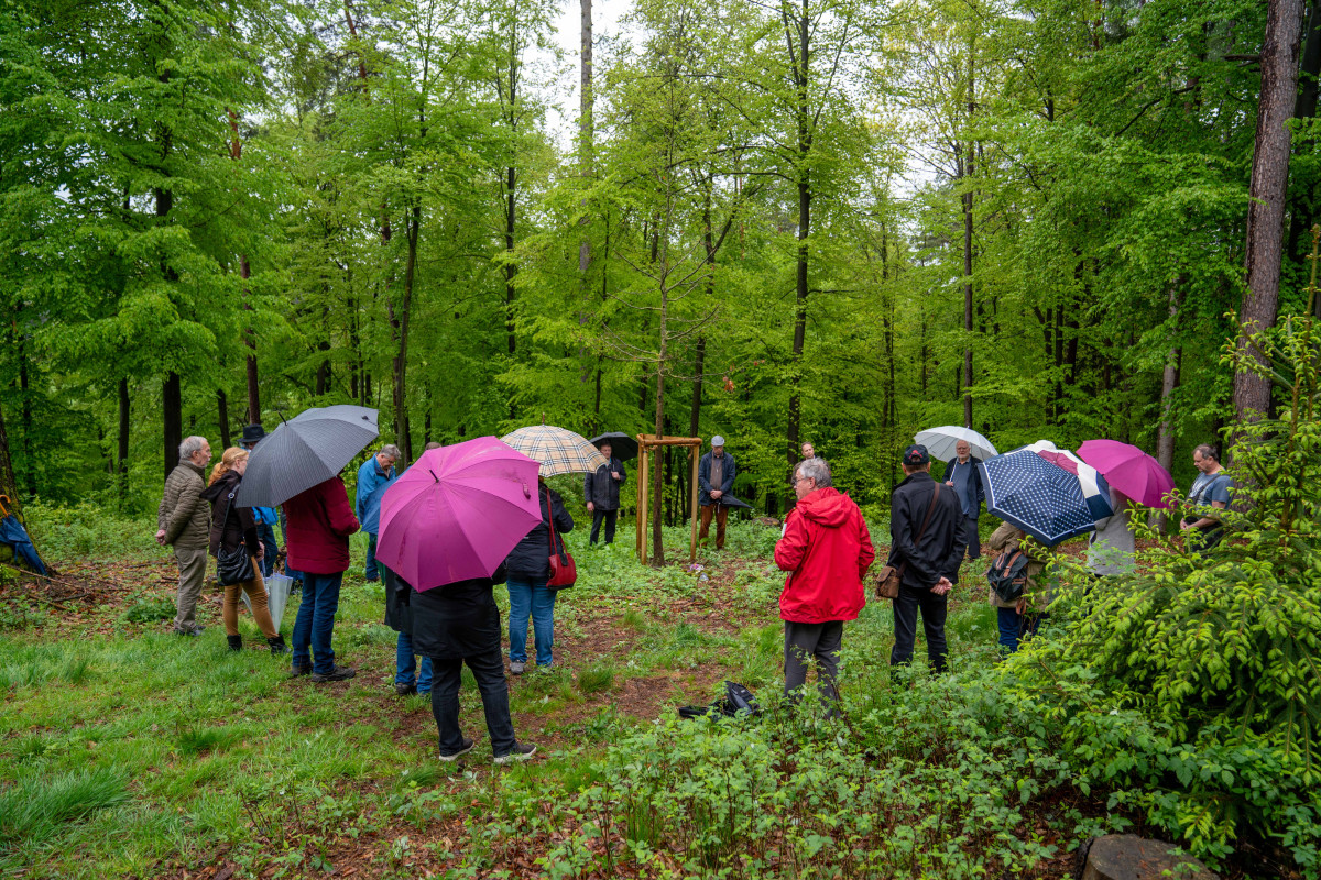 Menschen mit Regenschirmen im Urnenwald