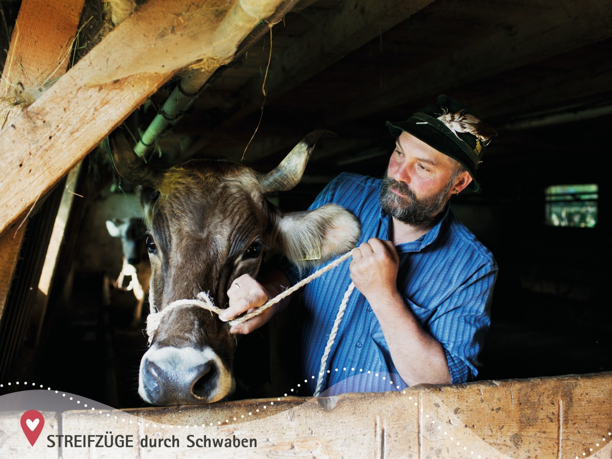 Ein Bauer bindet bei den Streifzügen durch Schwaben eine Kuh im Stall los