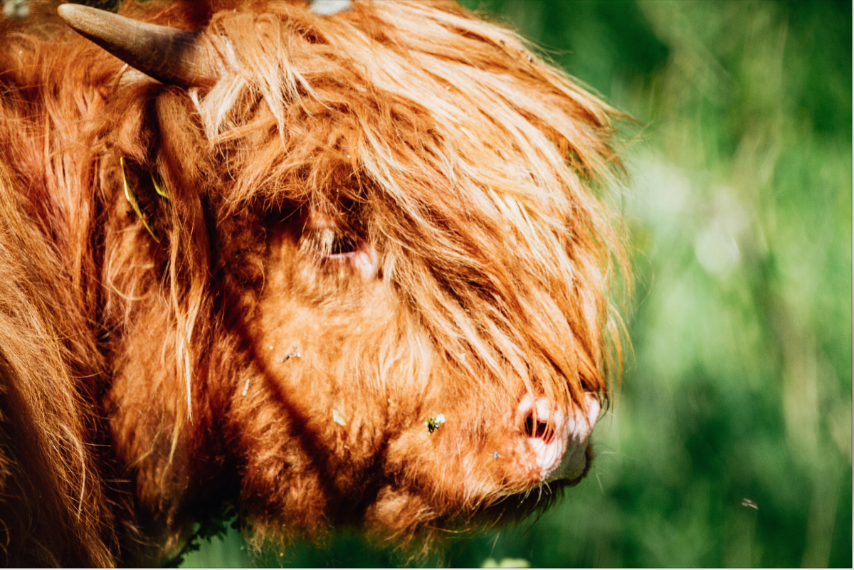 Highland Rinder in der Rhön